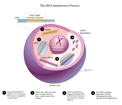 Image: The RNA Interference process (photo courtesy of Alnylam Pharmaceuticals).